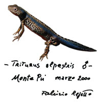 triturus alpestris maschio